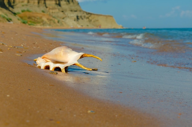 Eine Meeresmuschel auf dem Sand in der Nähe des Wassers.