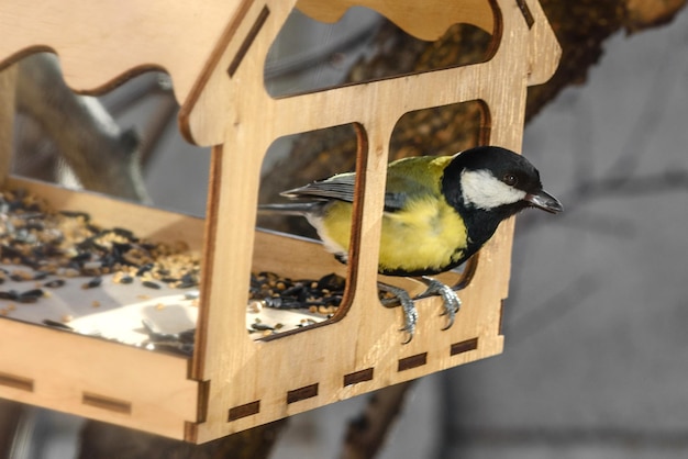 Eine Meise frisst Nahrung aus einem Vogelhäuschen Vogelhäuschen aus Holz Gelber kleiner Vogel im Park an einem sonnigen Tag