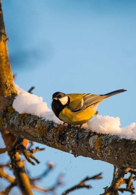 Eine Meise sitzt im Winter auf einem Ast