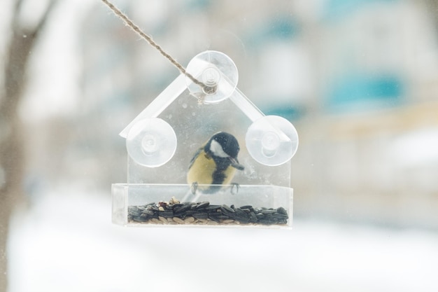 Eine Meise sitzt und frisst Samen aus einem durchsichtigen Feeder am Fenster