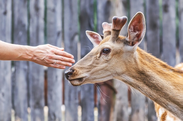 Eine menschliche Hand streckt sich aus, um ein Reh zu streicheln