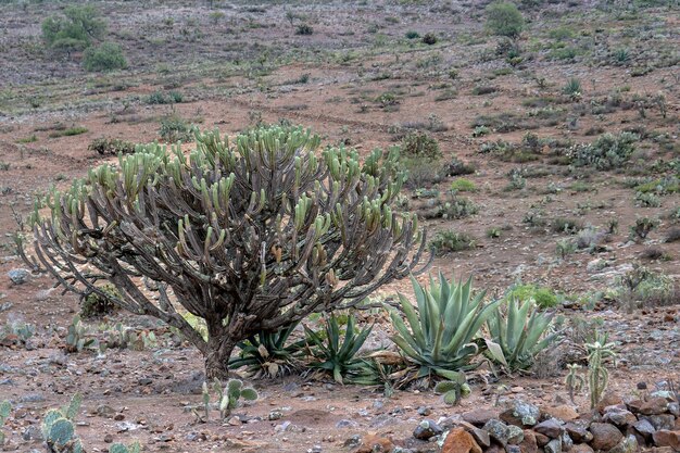 Eine mexikanische Landschaft mit Myrtillocactus geometrizans garambullo und felsigem Boden