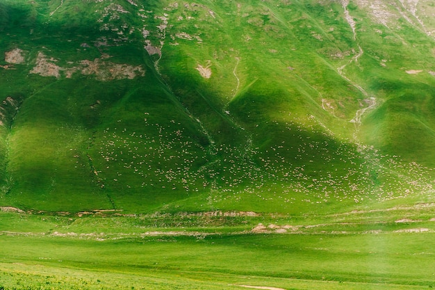 Eine million schafe wandern in den grünen bergen des kaukasus, georgia. unglaubliche aussicht mit tieren in der wilden natur, berglandschaft.