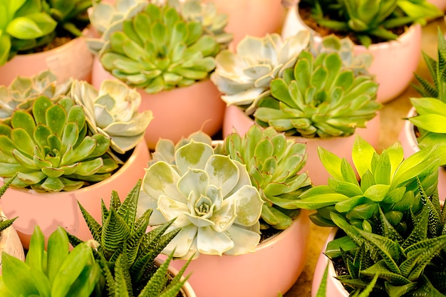 Eine Mischung aus Kakteen und Sukkulenten wächst in einem Blumentopf, der im Laden verkauft wird. Hauspflanzengärtnern als Hobby.