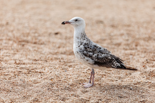 Eine Möwe am Meer