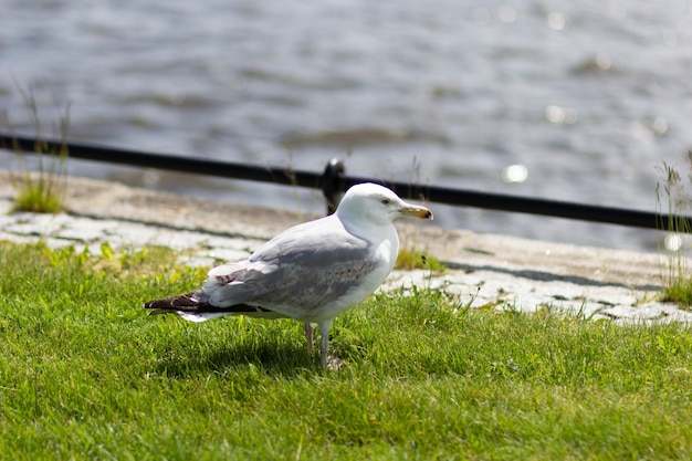 Eine Möwe, die auf dem grünen Gras am Ufer des Flusses steht