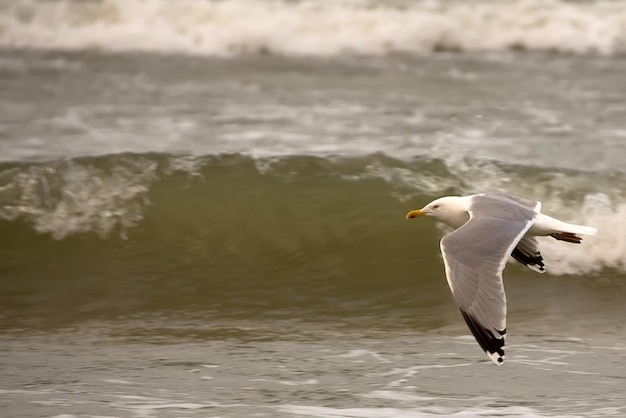 Eine Möwe fliegt über das Wasser, hinter ihr brechen die Wellen.