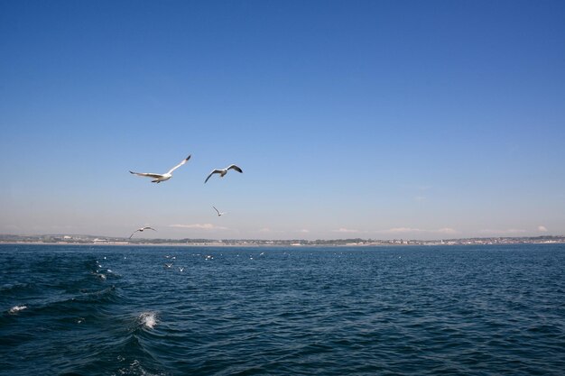 Eine Möwe fliegt vor dem Hintergrund des blauen Himmels über die Meereswellen