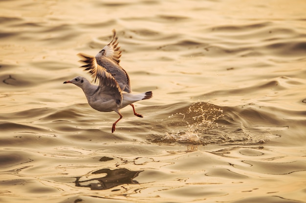 Eine Möwe hebt sich vom Wasser ab