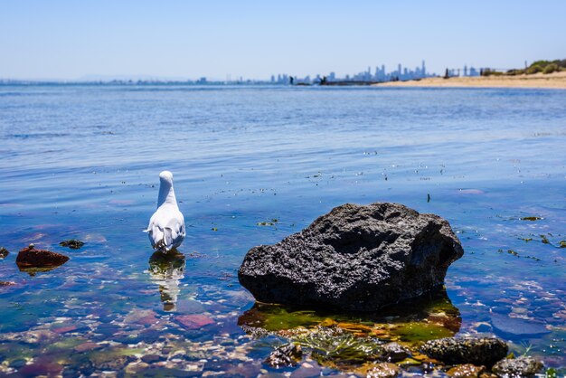 Eine Möwe im seichten Wasser.