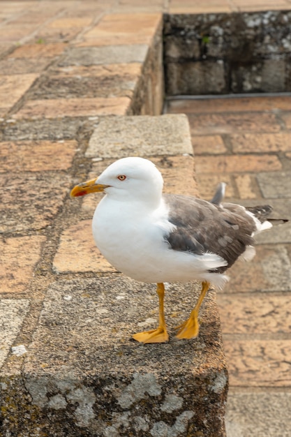 Eine Möwe in der berühmten Abtei Mont Saint-Michel, im Département Manche, Normandie, Frankreich