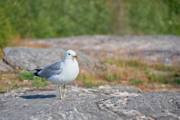 Eine Möwe in der Nähe auf einem Granitstein in der Sonne