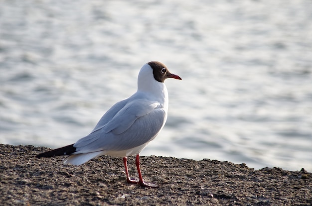 eine Möwe sitzt am Ufer