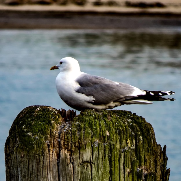 Eine Möwe sitzt auf einem Holzpfosten vor einem Gewässer.