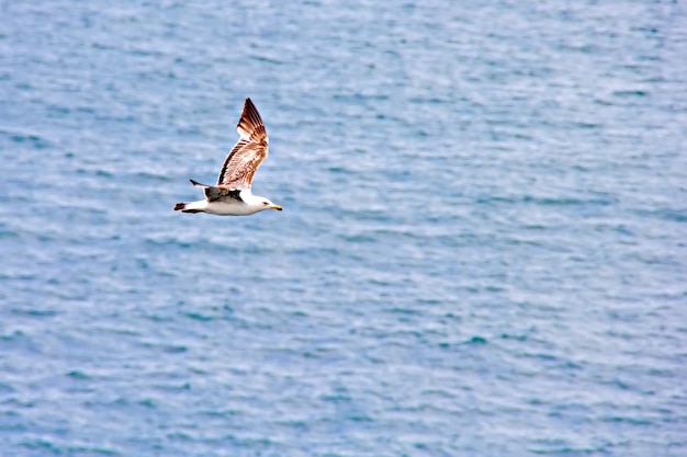 Eine Möwe über dem Meer in der Türkei