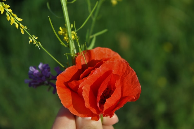 Foto eine mohnblume in deiner hand