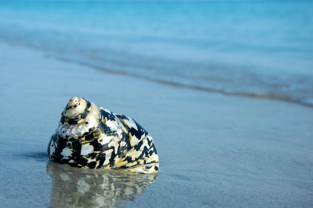 Eine Muschel am Strand mit dem Ozean im Hintergrund