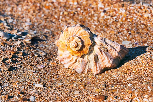 Eine Muschel ist auf dem selektiven Fokus des Sandes