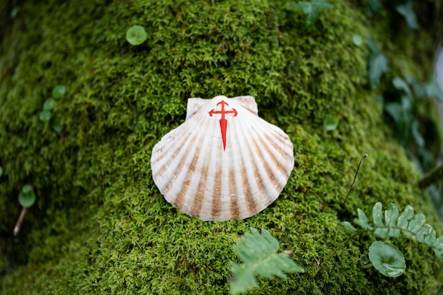 Eine Muschel mit einem gemalten roten Kreuz als Symbol des Jakobsweges auf grünem Moos