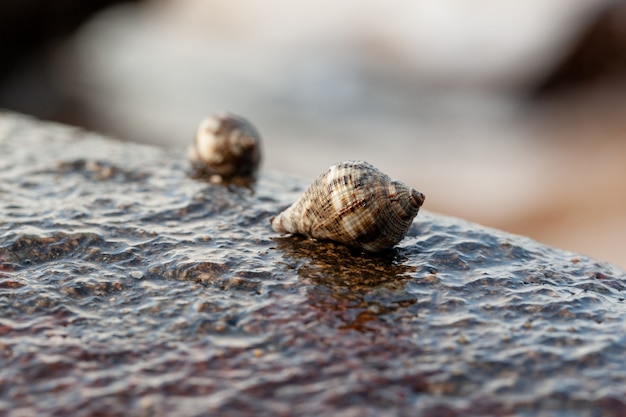 Eine Muschel stand auf einem Felsen am Strand