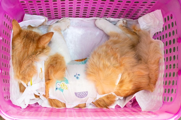 Eine nach einer Sterilisationsoperation unter Narkose bandagierte Ingwerkatze liegt in einer Transportbox. Veterinär- und Tierpflege