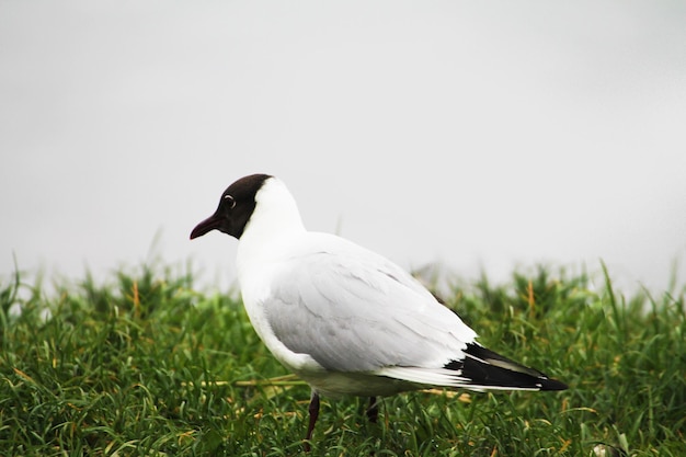 Eine nachdenkliche Möwe steht am Flussufer