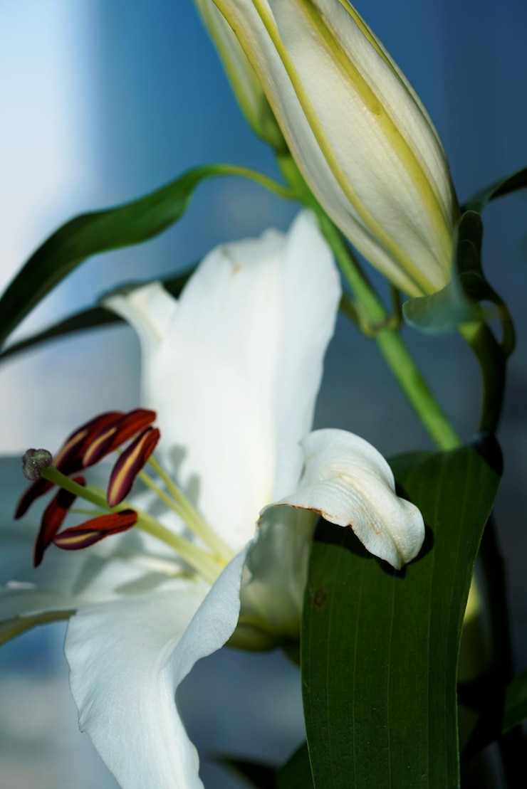 Foto eine nahaufnahme der blütenknospe des lilium candidum im licht