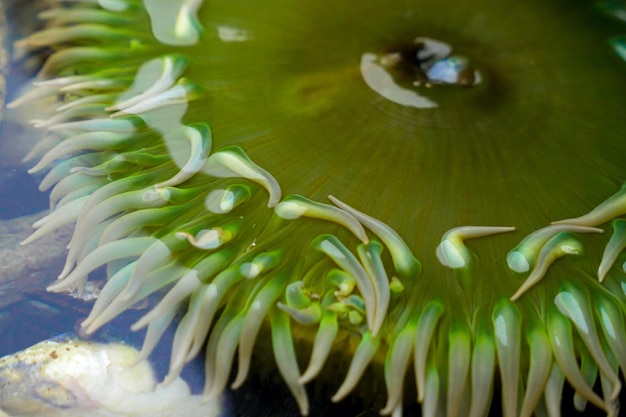 Eine Nahaufnahme der grünen Seeanemone