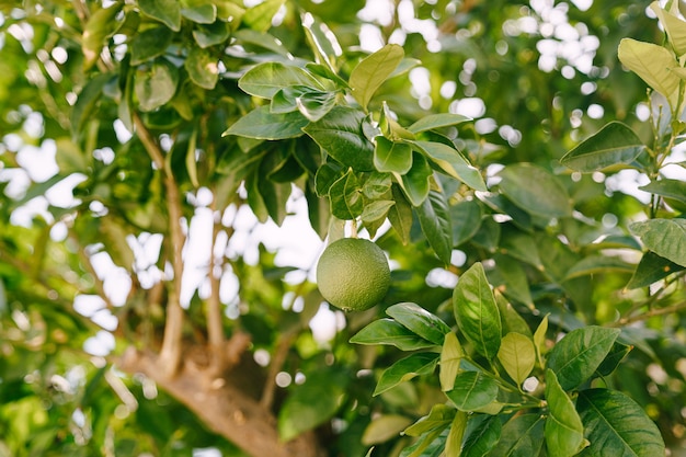 Eine Nahaufnahme der grünen unreifen Mandarine unter dem Laub auf den Ästen des Baumes