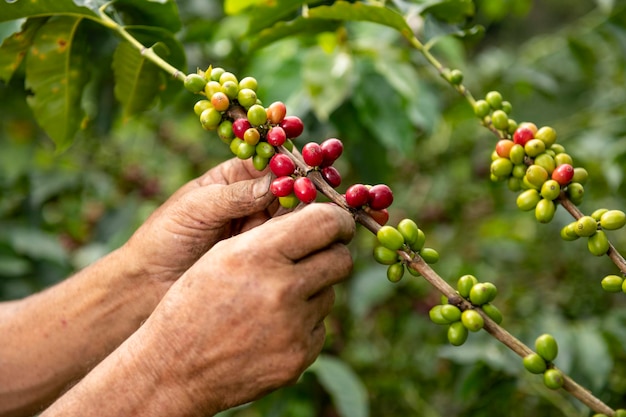 Eine Nahaufnahme der Hände eines Arabica-Kaffeebauern, der auf seiner Farm in Kolumbien Bohnen einer Pflanze pflückt