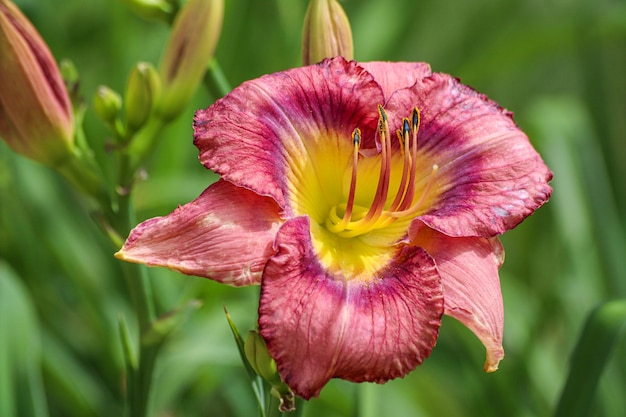 Eine Nahaufnahme der Hemerocallis Little Grapette Daylily