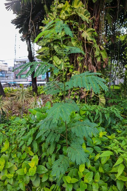 Foto eine nahaufnahme der pflanze leucaena leucochepala