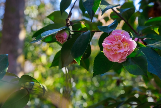 Eine Nahaufnahme der rosa Rose, die im Garten blüht