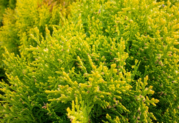 Eine Nahaufnahme der Thuja-Vegetation