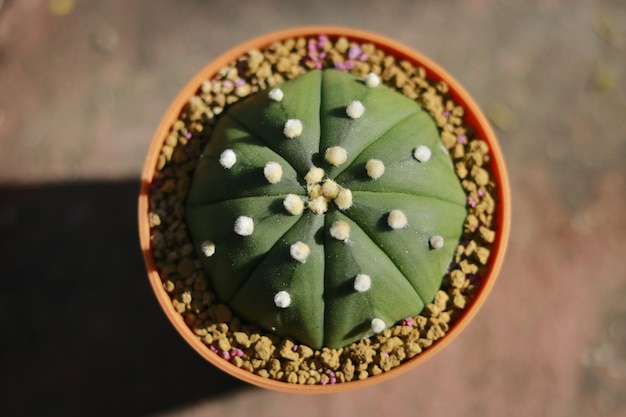 Foto eine nahaufnahme des astrophytum-kaktus