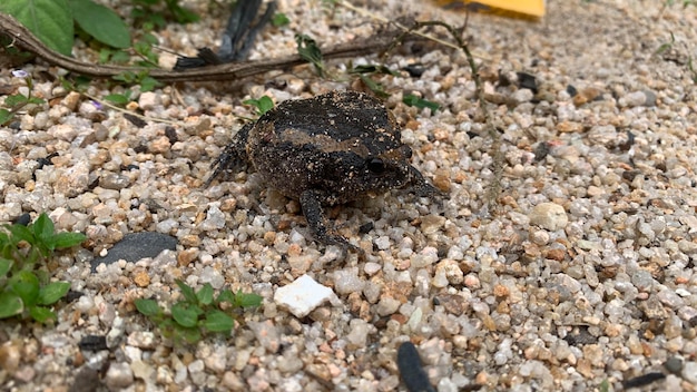 Eine Nahaufnahme des Belentung-Frosches oder der Form eines Seang, der still im Sand sitzt