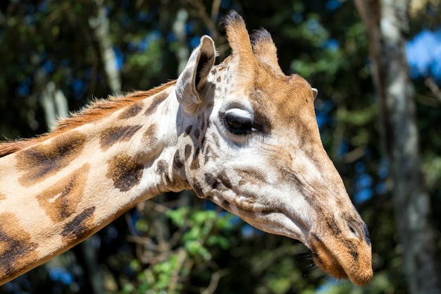 Eine Nahaufnahme des Kopfes einer Giraffe