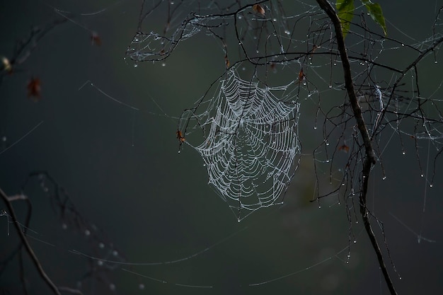 Eine Nahaufnahme des Spinnwebes