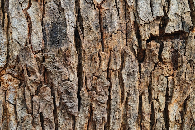 Eine Nahaufnahme einer Baumrinde mit dem Wort Baum darauf.