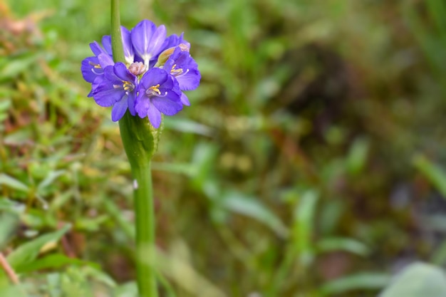 Eine Nahaufnahme einer blauen Blume neben einem Reisfeld