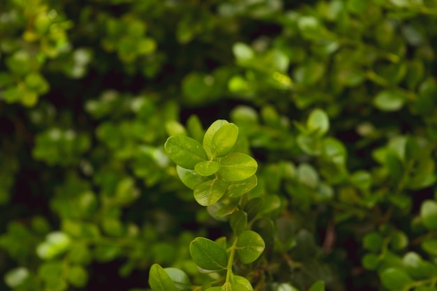 Foto eine nahaufnahme einer blühenden buxus-rotundifolia-pflanze während der vegetationsperiode