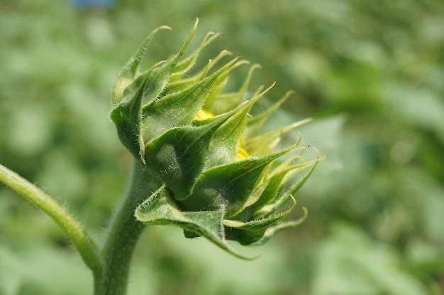 eine Nahaufnahme einer Blume mit dem gelben Mittelpunkt