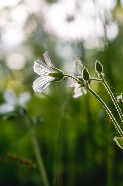 eine Nahaufnahme einer Blume mit dem Wort Dandelion darauf