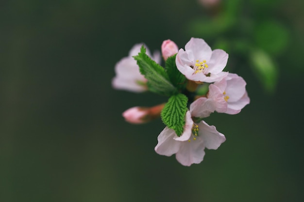 Foto eine nahaufnahme einer blume mit dem wort kirsche darauf