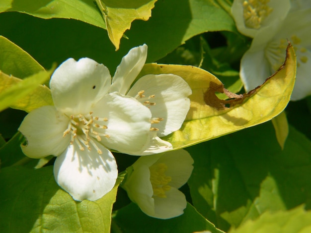 Eine Nahaufnahme einer Blume mit dem Wort Liebe darauf