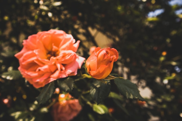 Eine Nahaufnahme einer Blume mit dem Wort Rosen darauf
