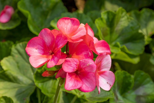 Eine Nahaufnahme einer Blume mit den rosa Blütenblättern der Geranie