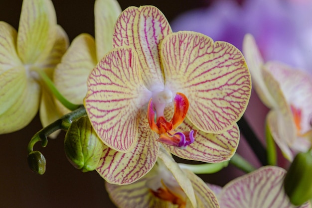 Eine Nahaufnahme einer Blume mit den violetten und gelben Blüten einer Orchidee.