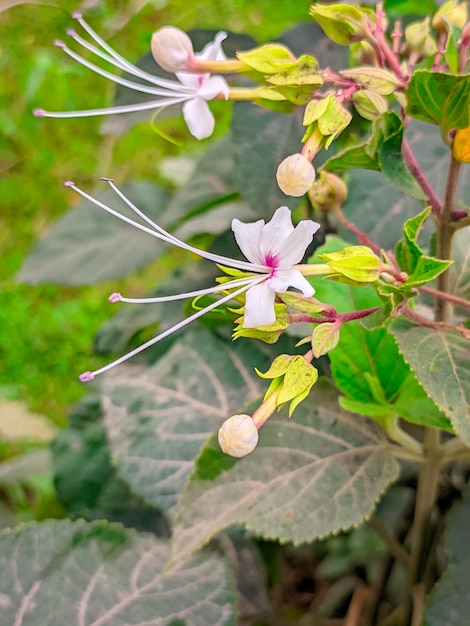 Eine Nahaufnahme einer Blume mit einer lila und weißen Blume