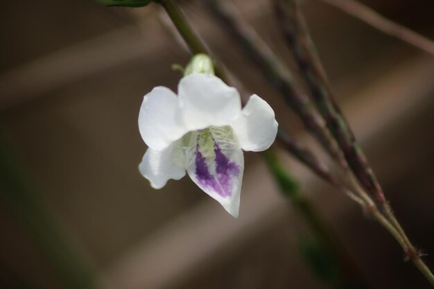 Eine Nahaufnahme einer Blume mit lila und weißen Blütenblättern.